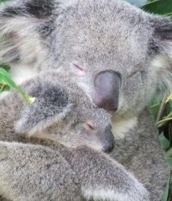 21 gennaio: Giornata mondiale dell’abbraccio Giornata mondiale dell'abbraccio