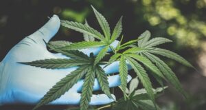 Referendum cannabis legale, raccolte le firme: cosa succede adesso? Referendum cannabis legale