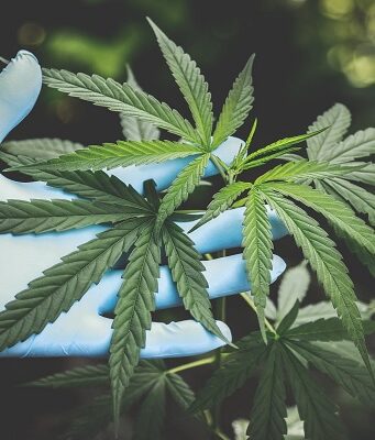 Referendum cannabis legale, raccolte le firme: cosa succede adesso? Referendum cannabis legale