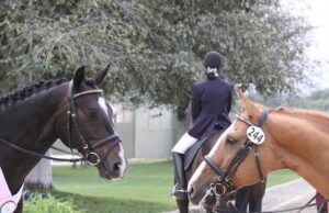 Il cavallo: protagonista in tanti ambiti Sport con cavalli