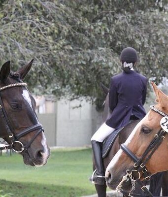 Animali e sport: ecco cosa sapere sulle principali discipline Sport con cavalli
