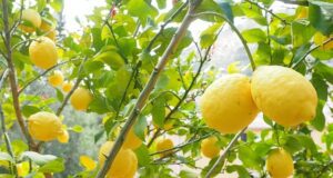 Potatura del limone: quando e come farla Pianta di limone