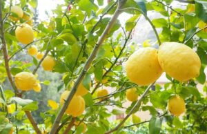 Potatura del limone: quando e come farla Pianta di limone
