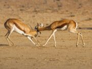 10 destinazioni per il 2025 da segnare subito in agenda Safari in Namibia