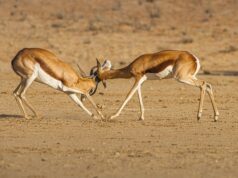 Quali animali si vedono durante un safari in Namibia? Safari in Namibia