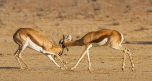 10 destinazioni per il 2025 da segnare subito in agenda Safari in Namibia