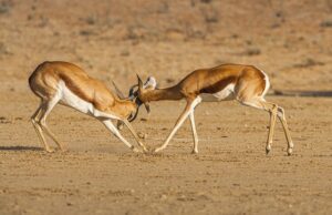 Quali animali si vedono durante un safari in Namibia? Safari in Namibia