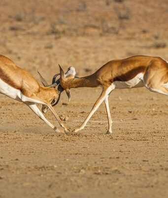 Quali animali si vedono durante un safari in Namibia? Safari in Namibia
