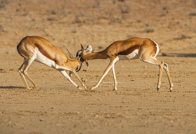 Safari in Namibia