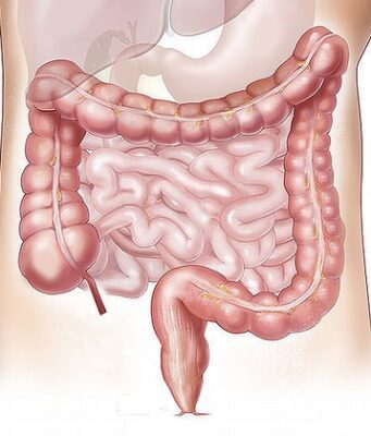 Per la scienza la salute passa anche dal nostro “secondo cervello”: l’intestino Salute intestino