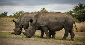 Specie in via di estinzione: come possiamo aiutarle a sopravvivere Specie in via di estinzione