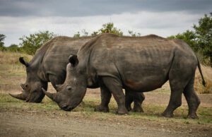 Specie in via di estinzione: come possiamo aiutarle a sopravvivere Specie in via di estinzione