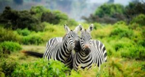 Safari in Tanzania: i luoghi da scegliere e come organizzarlo