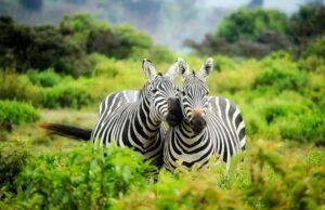 Safari in Tanzania: i luoghi da scegliere e come organizzarlo