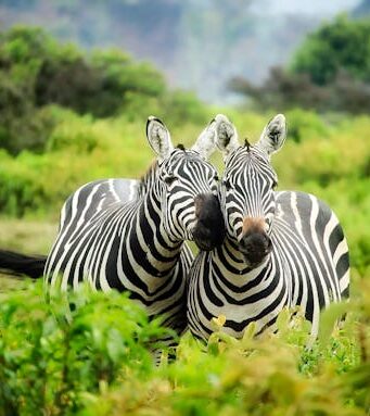 Safari in Tanzania: i luoghi da scegliere e come organizzarlo