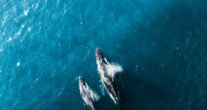 Il canto delle balene: un nobile linguaggio che rischiamo di non sentire più Adottare una balena