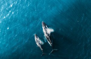 Il canto delle balene: un nobile linguaggio che rischiamo di non sentire più Adottare una balena