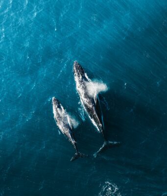 Il canto delle balene: un nobile linguaggio che rischiamo di non sentire più Adottare una balena