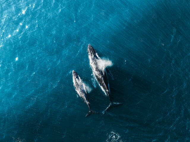 Balene Adottare una balena
